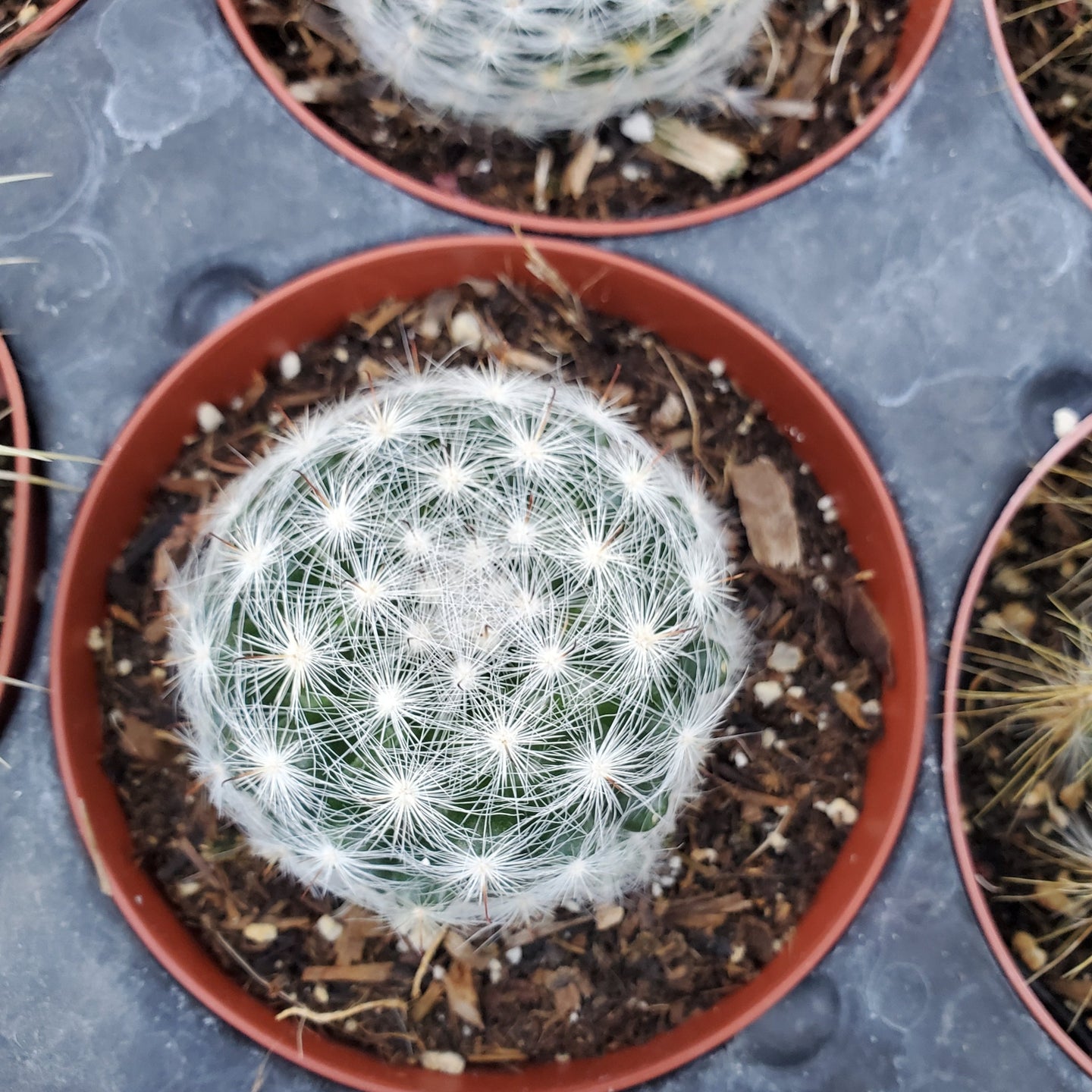 Mammillaria candida
